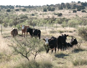 Cattle directly off road Palomas, NM
