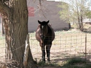 Horse Joseph City, AZ
